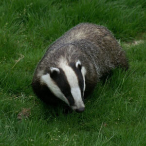 Badger