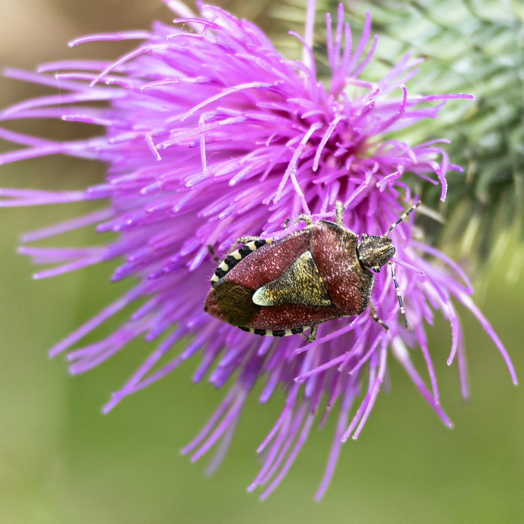 Invertebrate Surveys