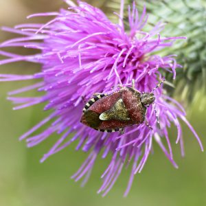 Botany Survey