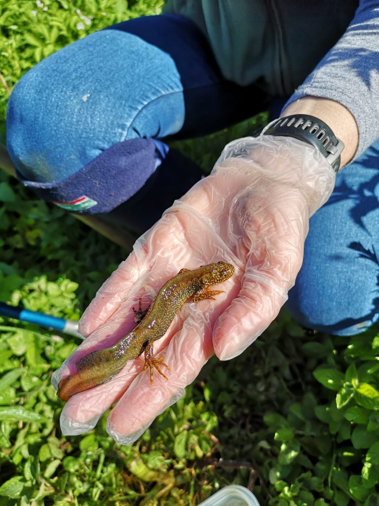 newt survey