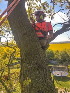 Tree Felling and Pruning