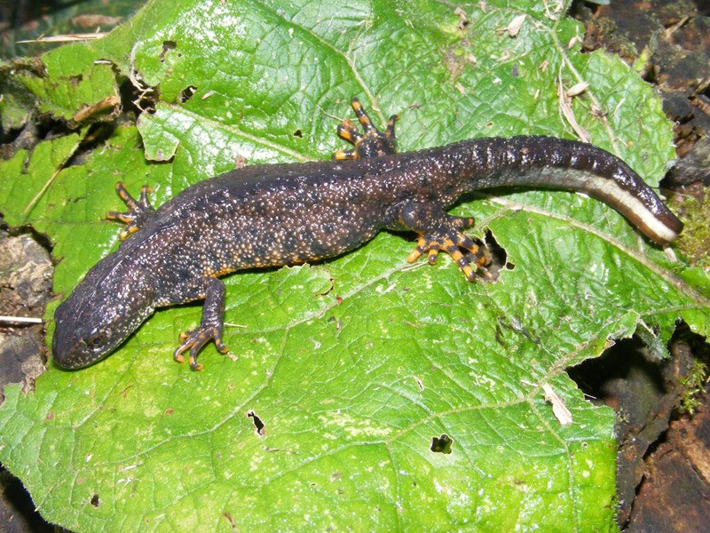 district level licence great crested newt