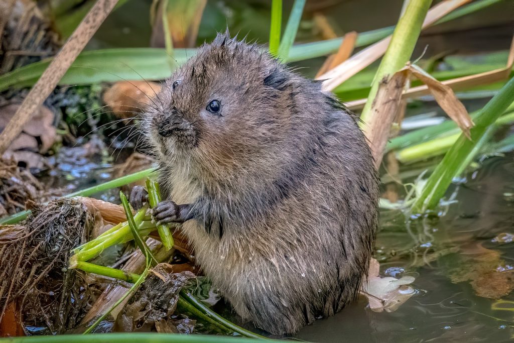 water vole mitigation