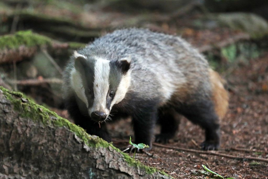 badger mitigation