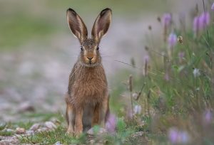 brown hare