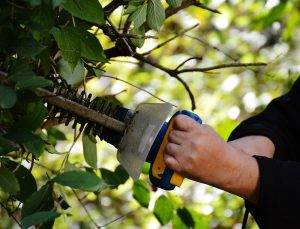 Domestic Tree Surgery