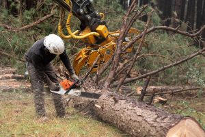 Commercial Tree Surgery & Habitat Management