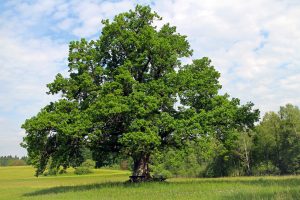 Tree Survey