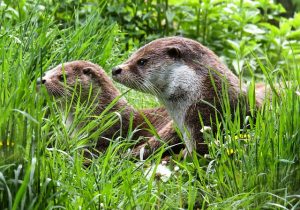 otter mitigation licence