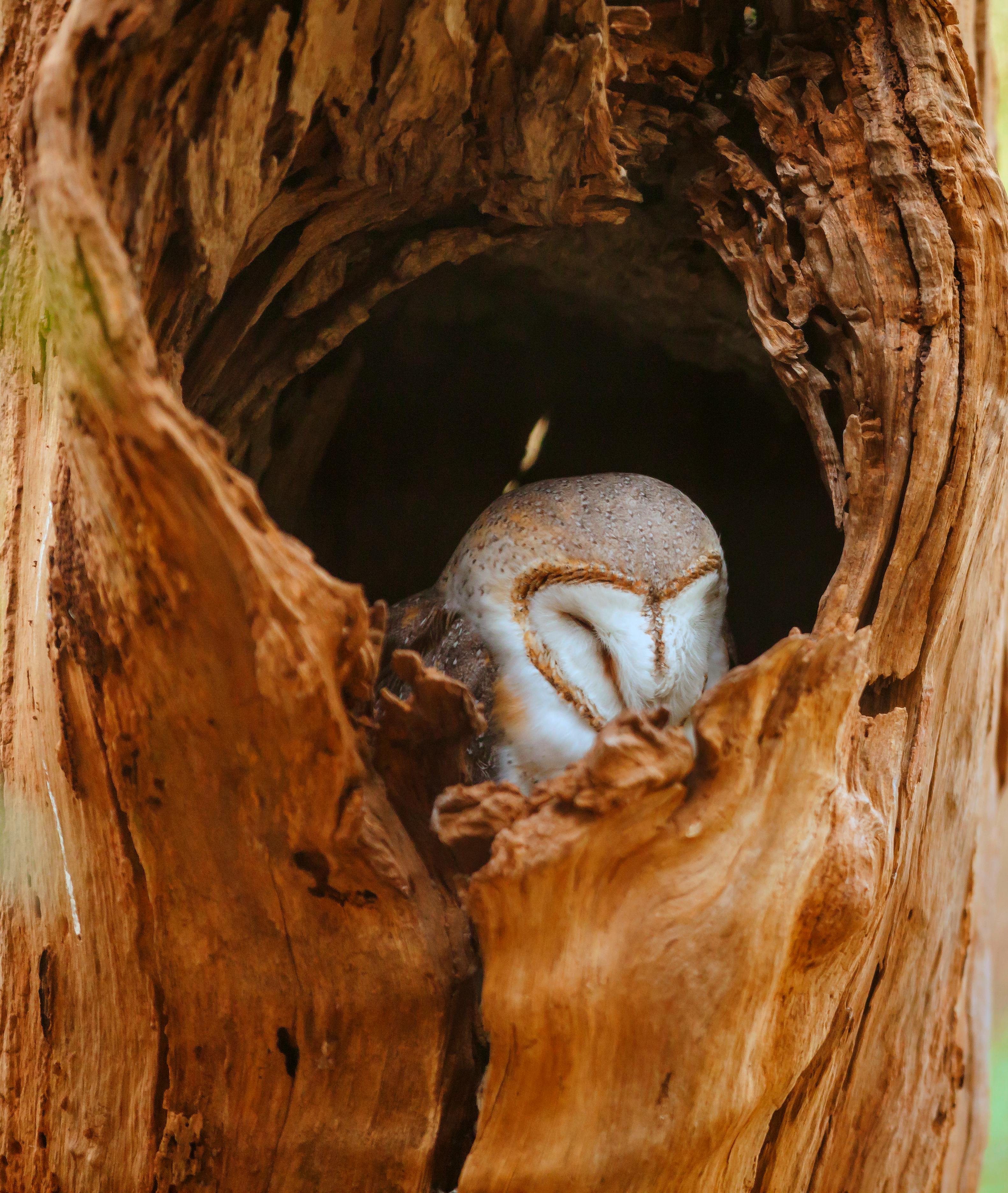 barn owl survey