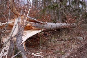 Tree Health, Safety and Preservation