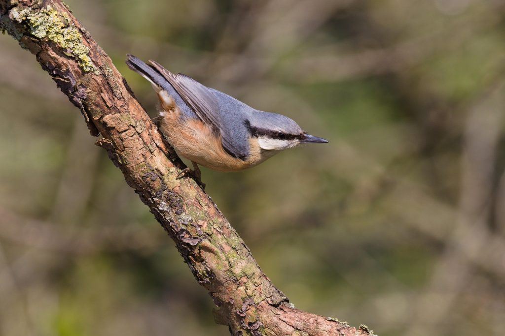 bird survey