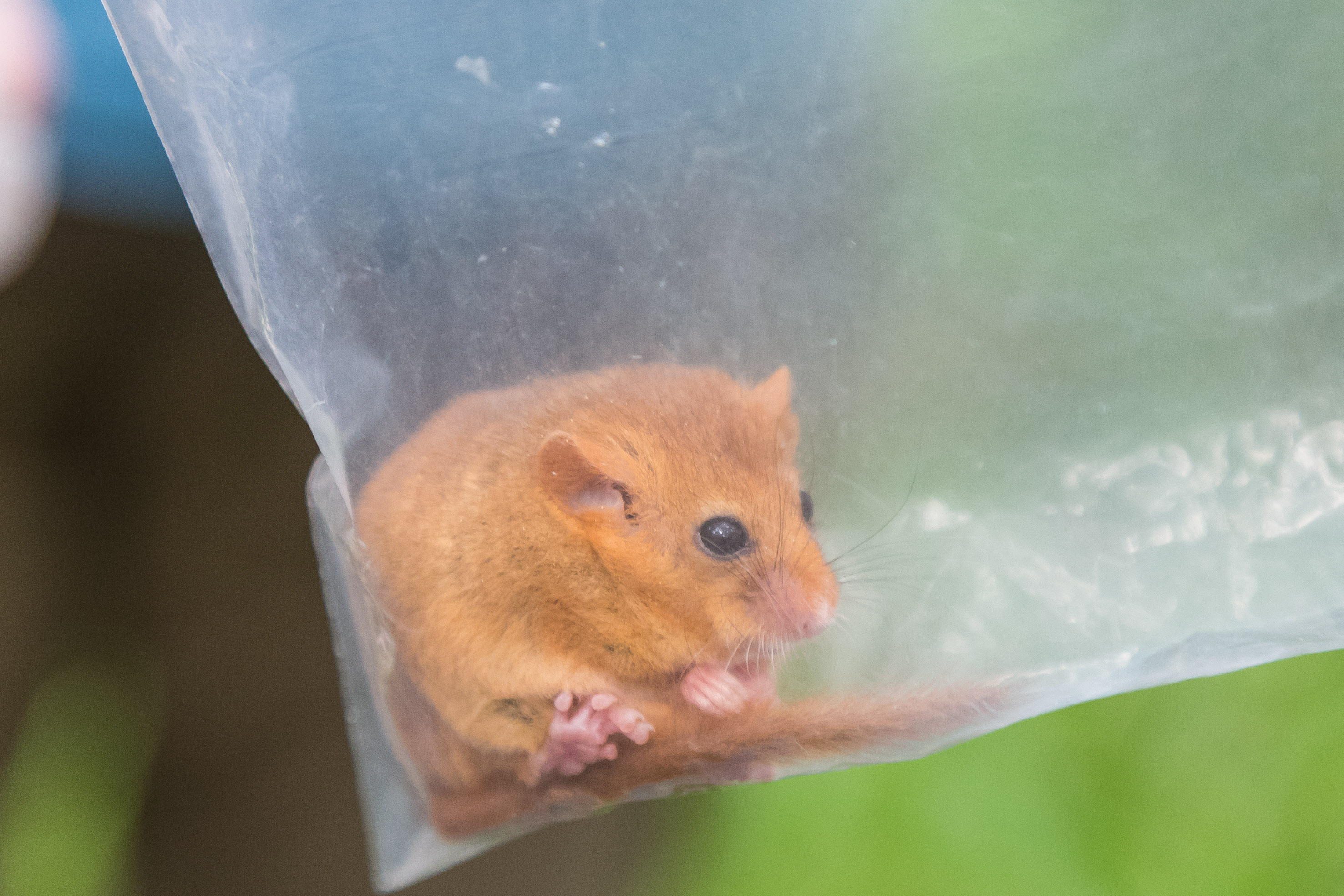 Dormouse survey