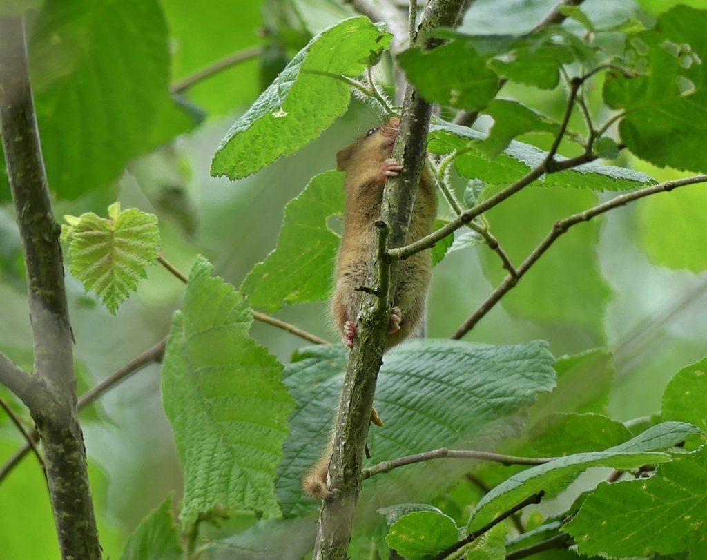 Dormouse survey