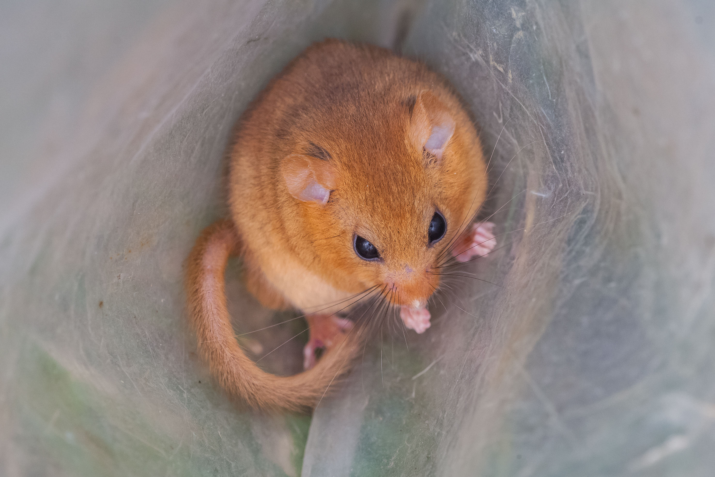 dormouse survey