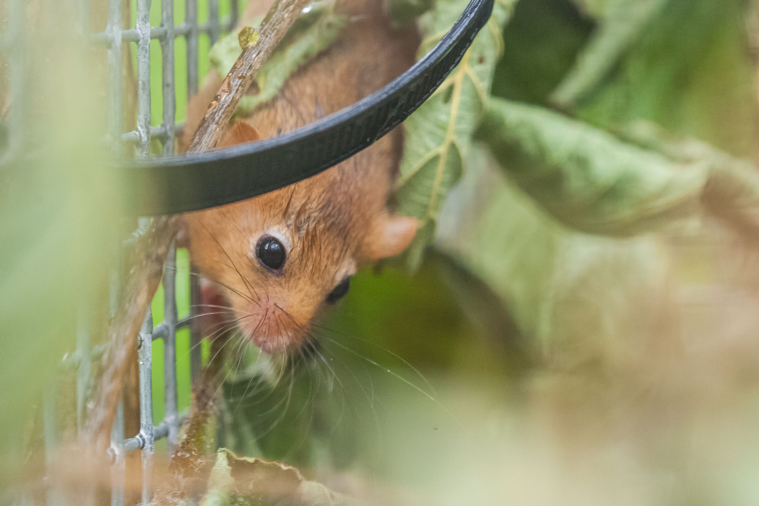 Dormouse survey