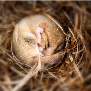 dormouse survey