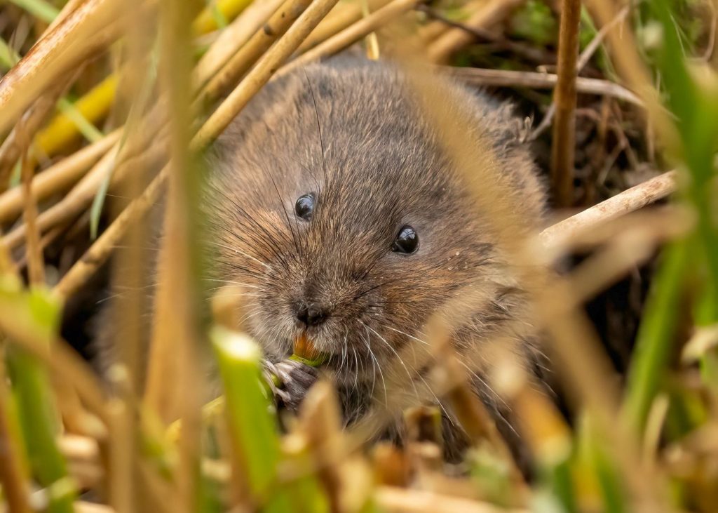 water vole survey