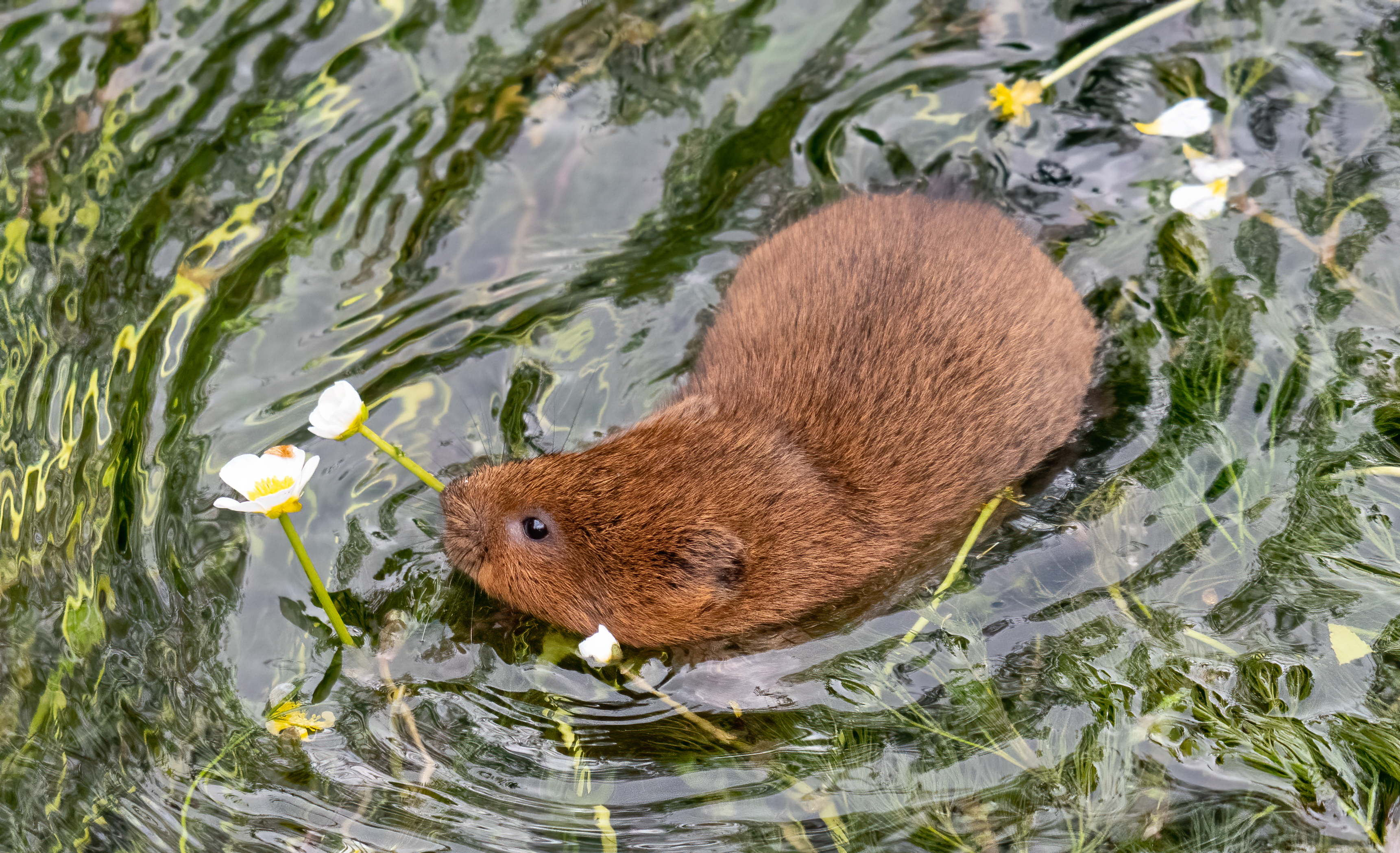 water vole survey