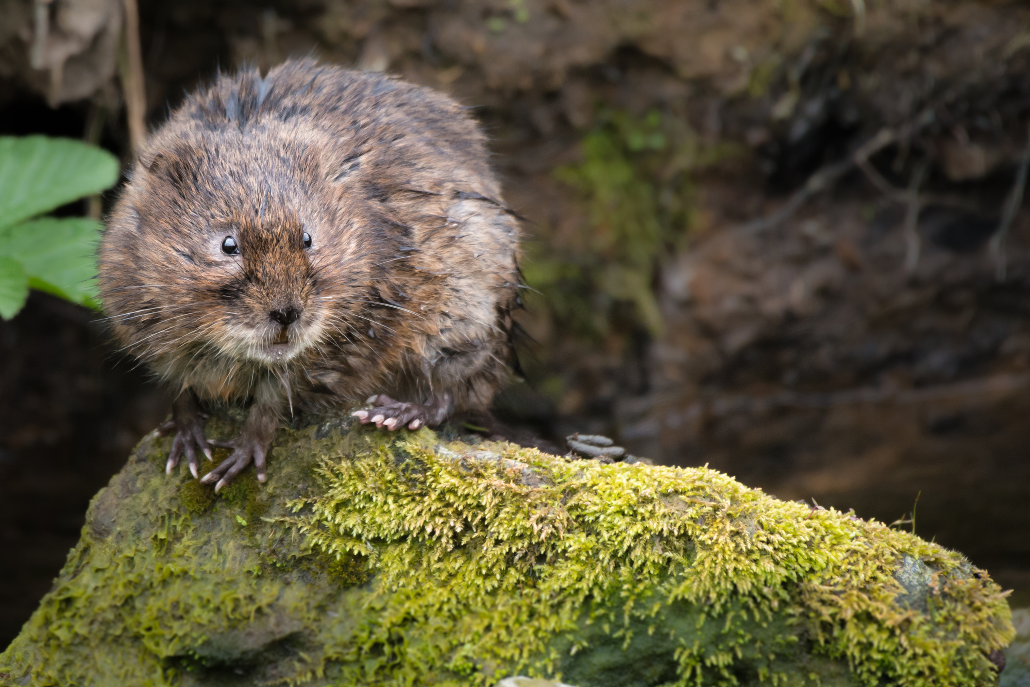 water vole survey